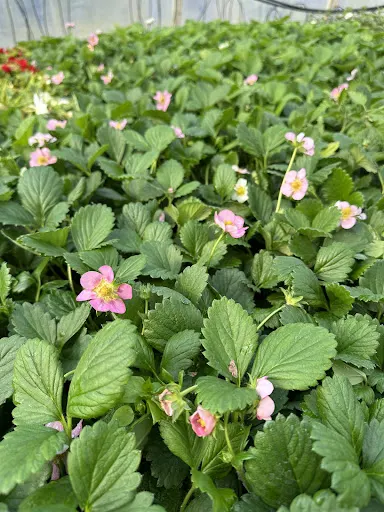 Ogrodnictwo „Bydelak”